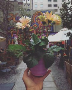 17458437_1352045258171988_7617302646015054761_n